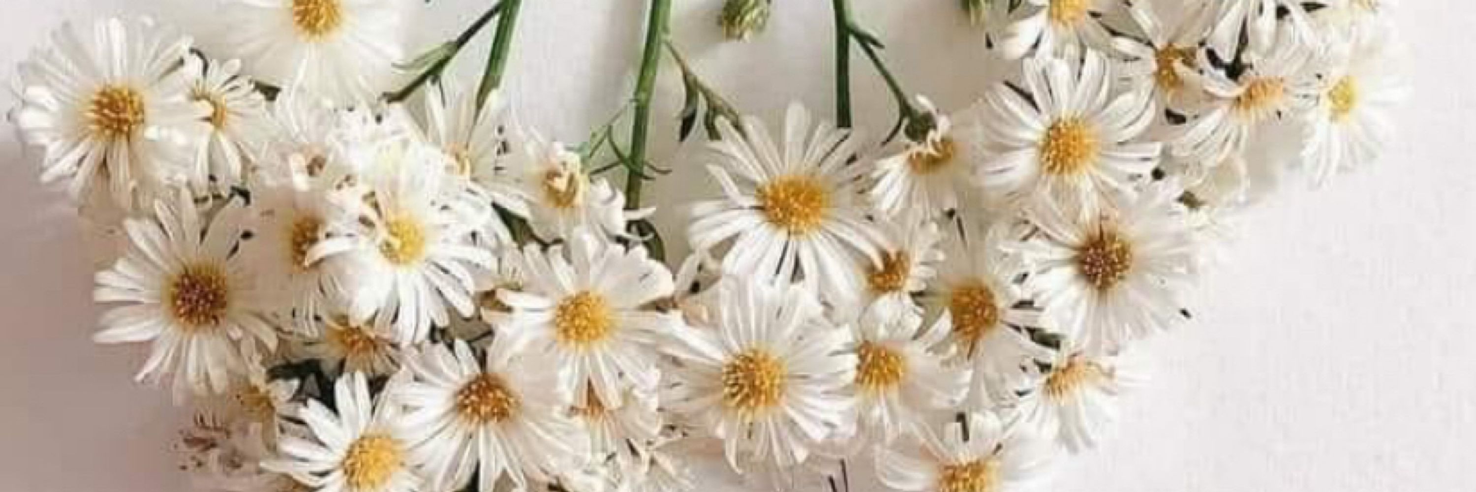 Shirley Puricelli