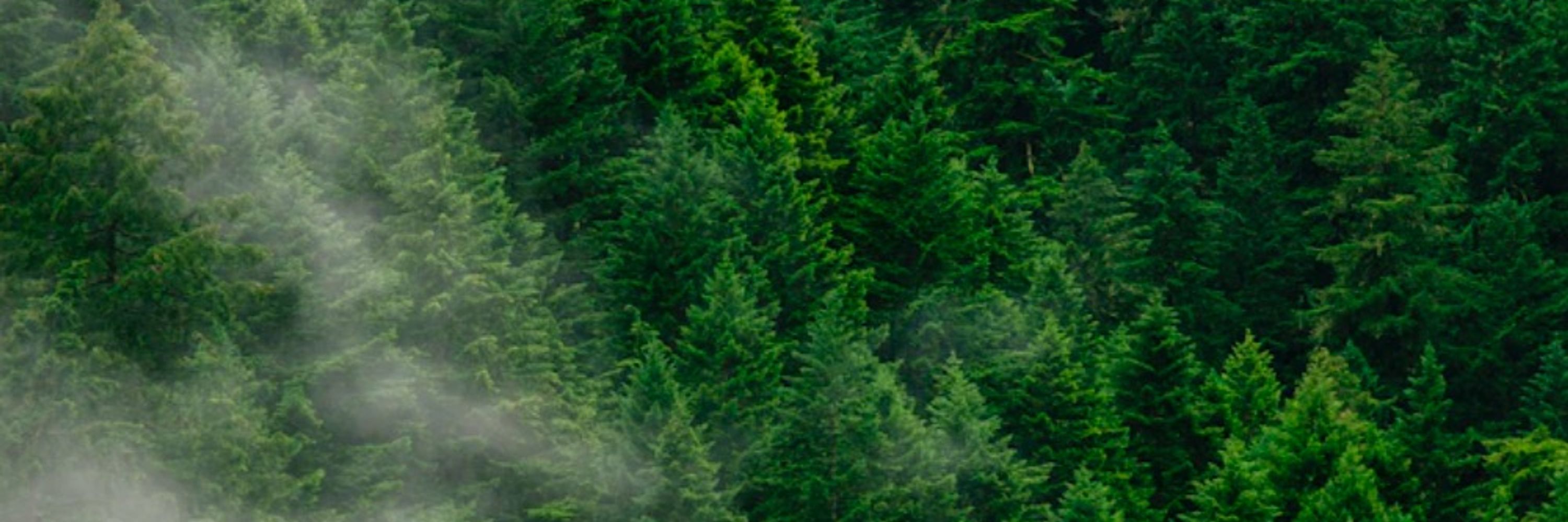 EvergreenRoamer 🌲