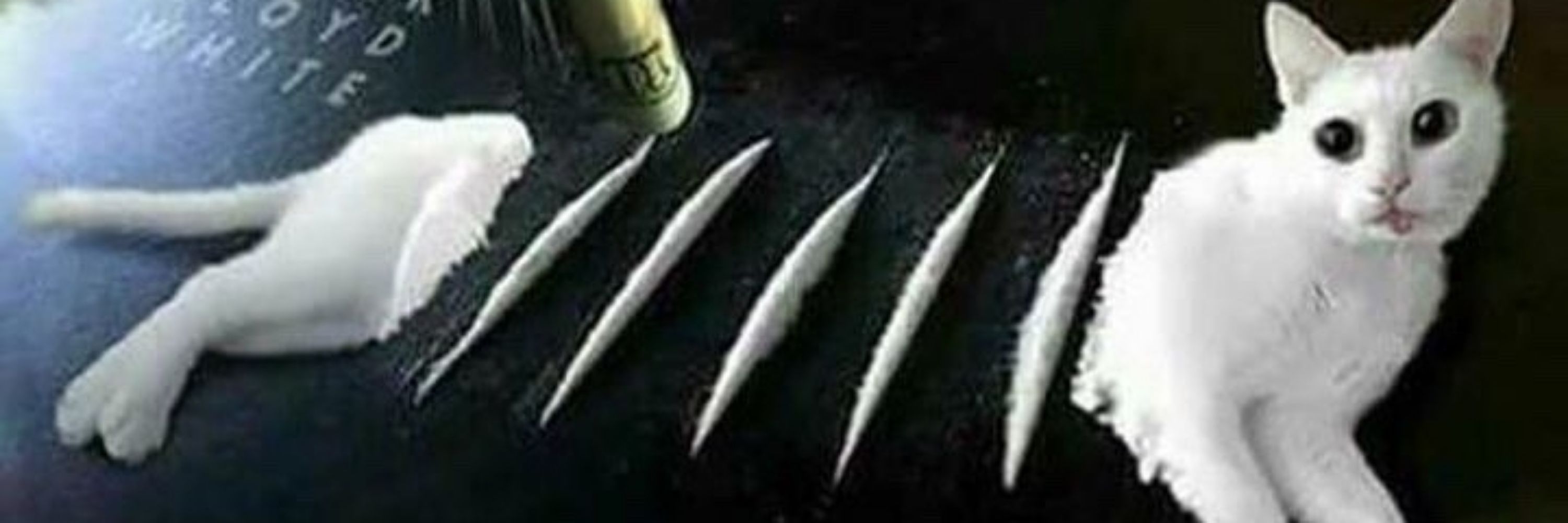 the heroin for felines initiative