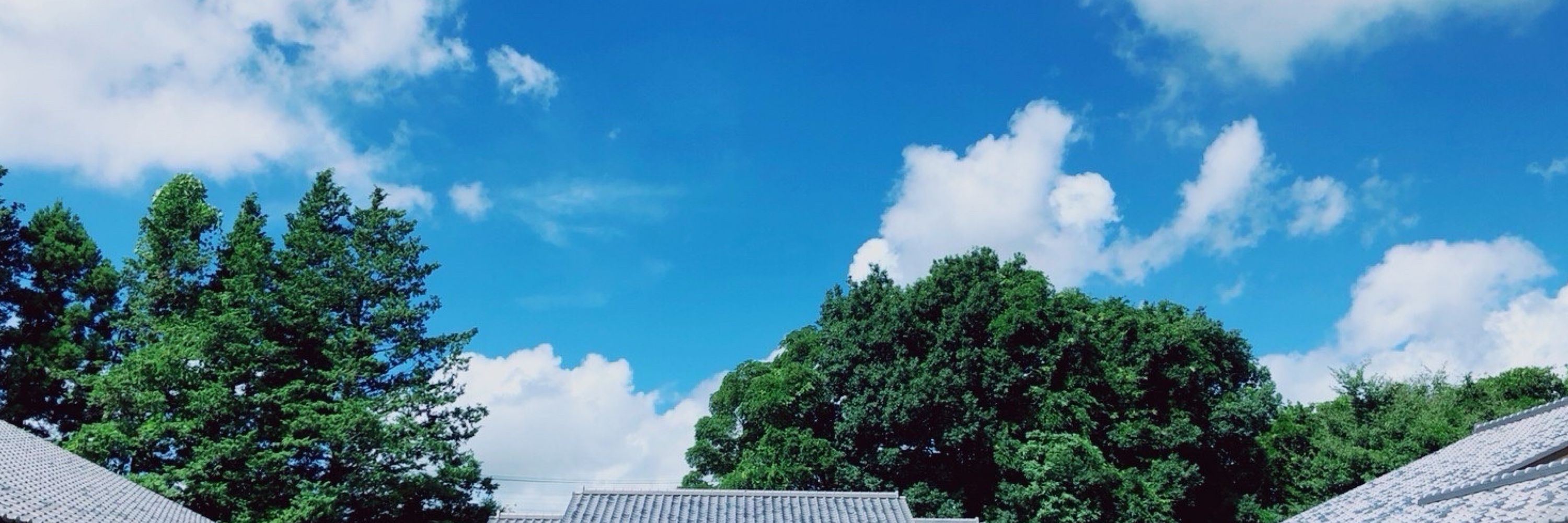 ＭＦとりあたま
