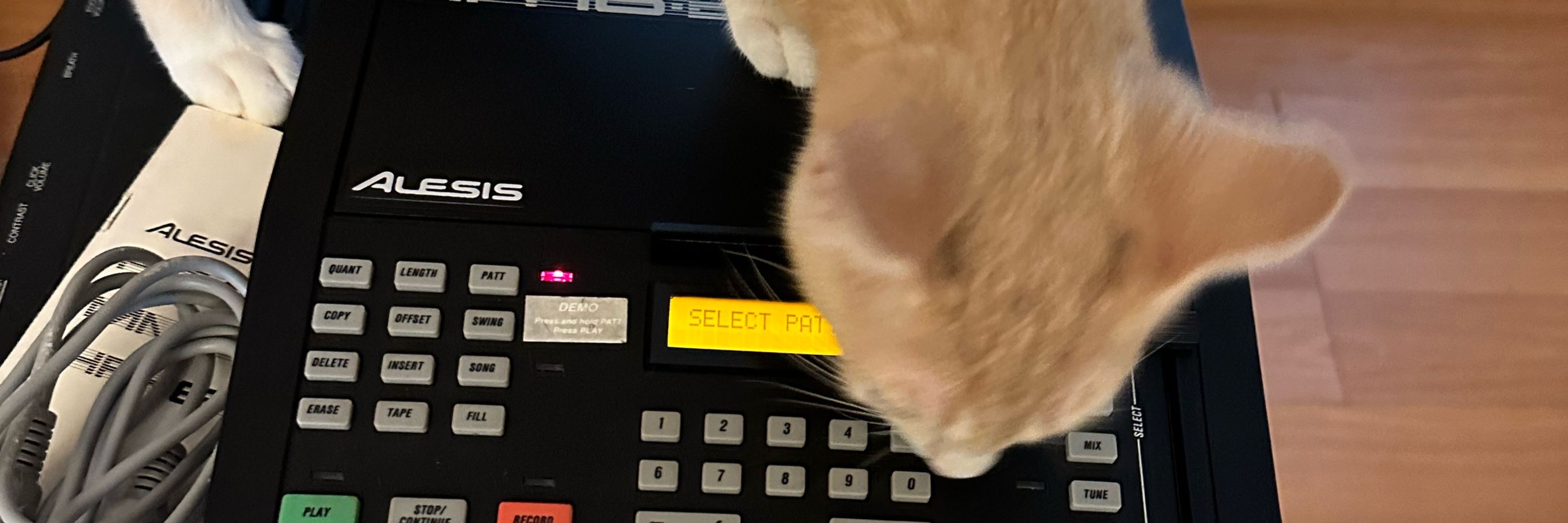 nicekitty