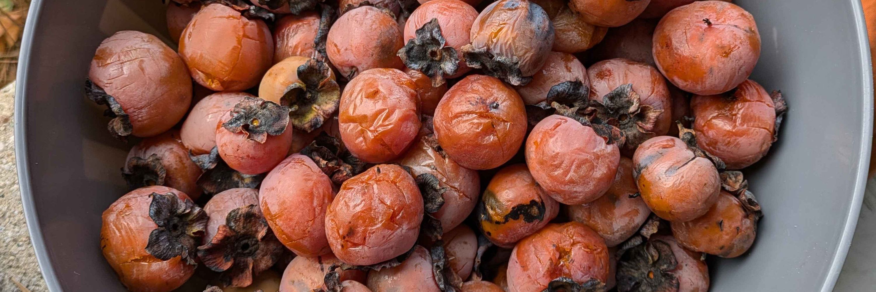 persimmoner