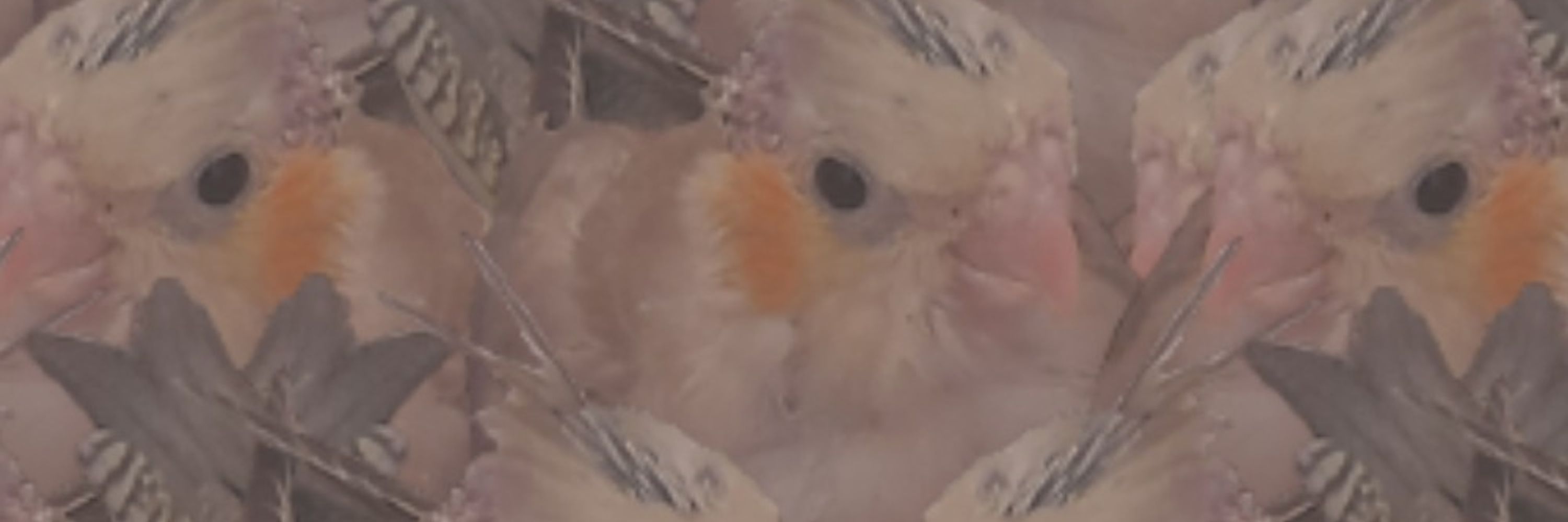 Dumpy Dodo