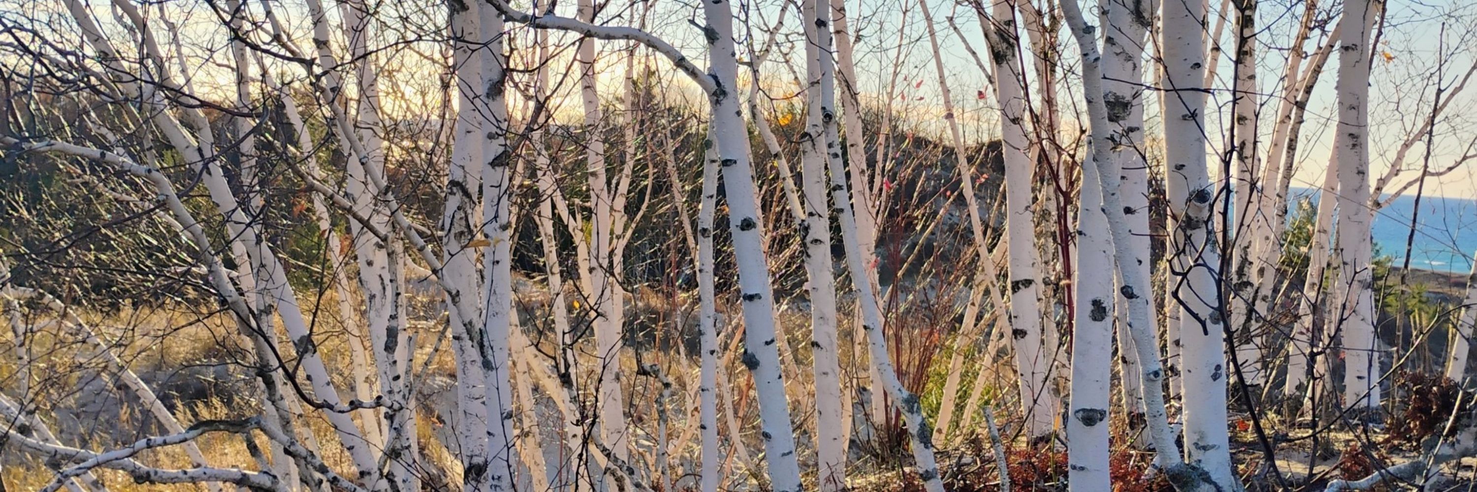 leelanaumichael