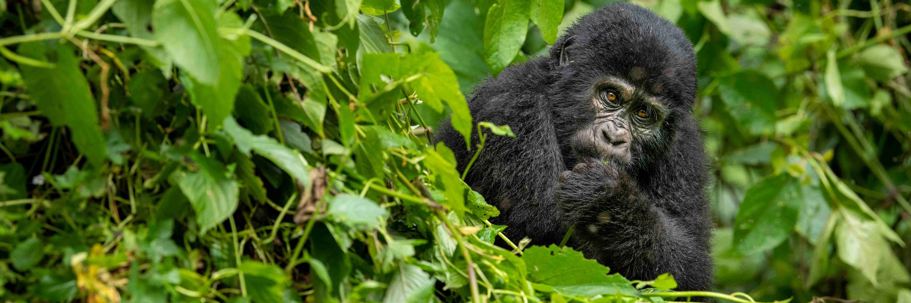 Gorilla Doctors