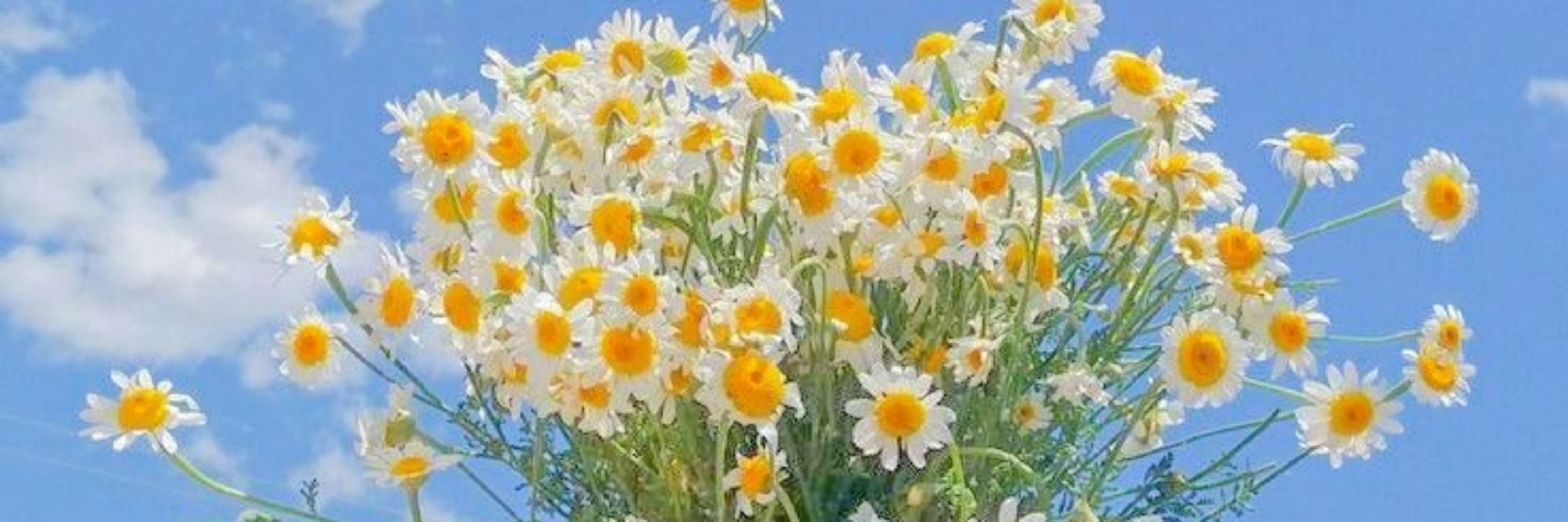 💫 Follow ME Please..Thanks✨