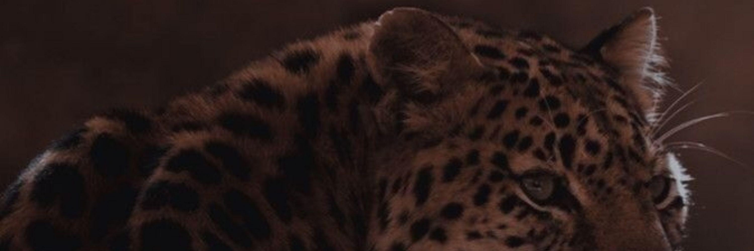 dijuju 🐆