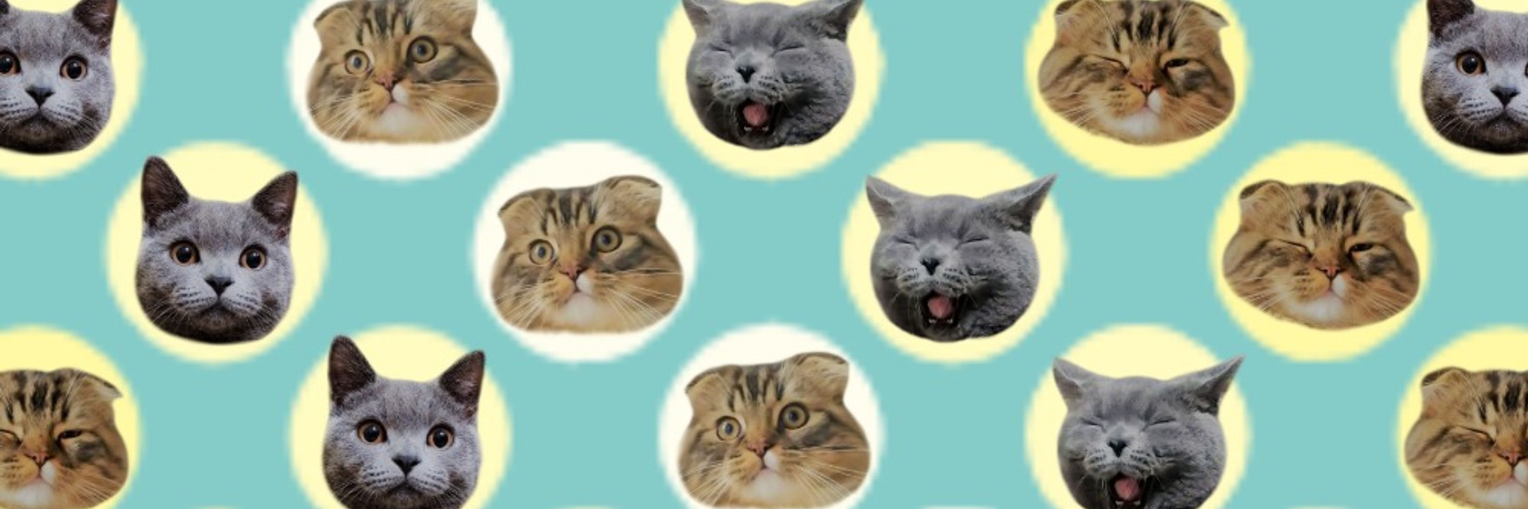 猫とごはん