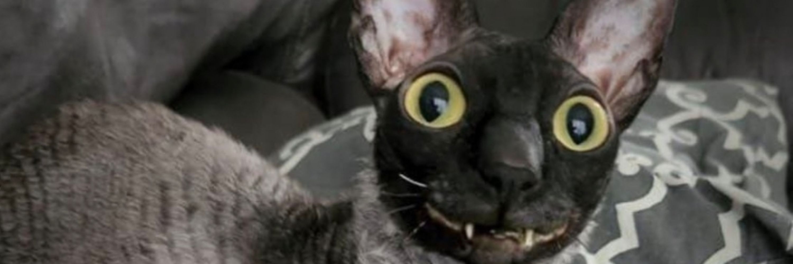 ConnivingCat