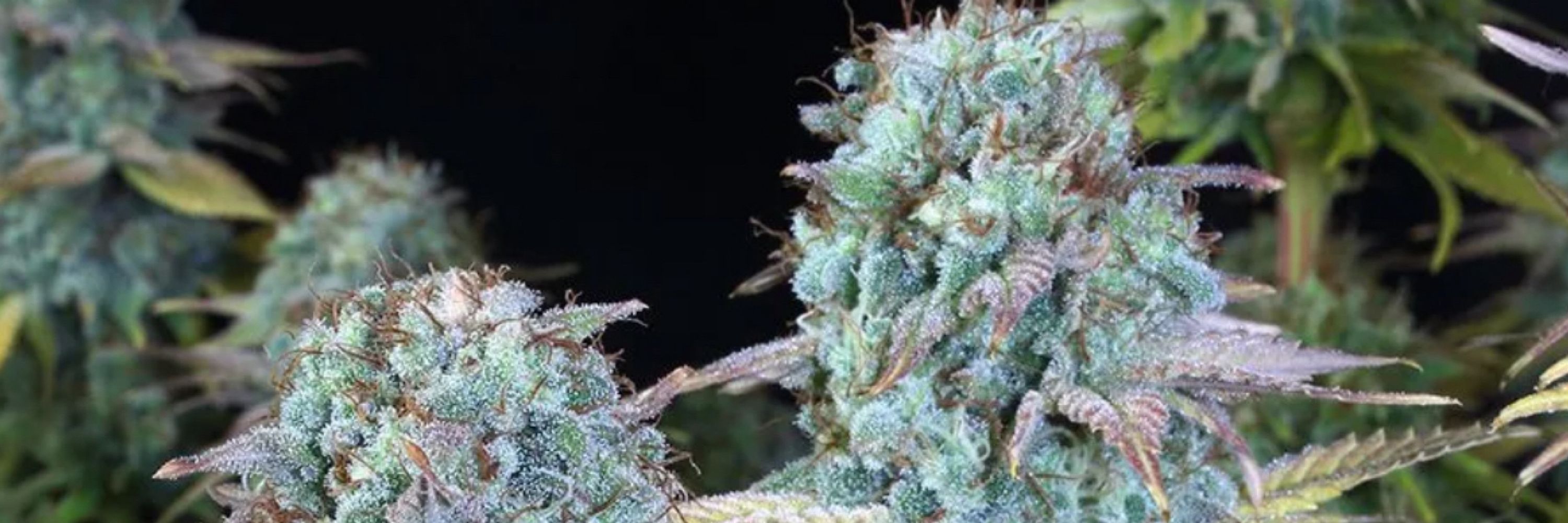 Magic Buds Grow