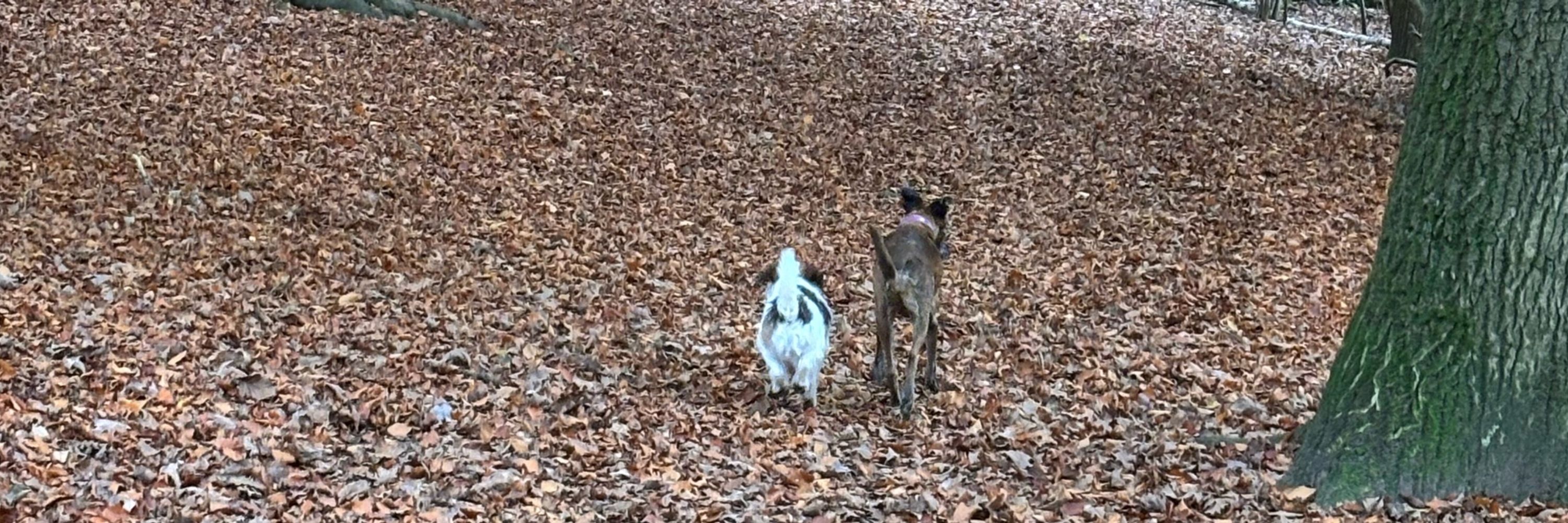 Chasing Badger