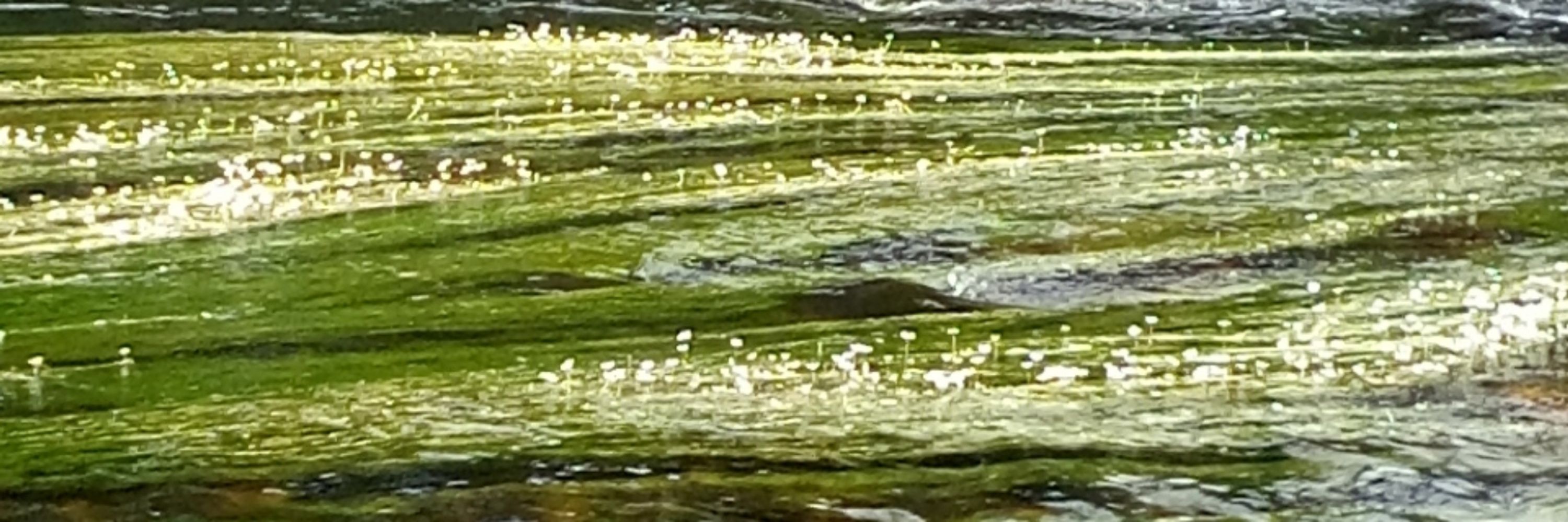 Cachín