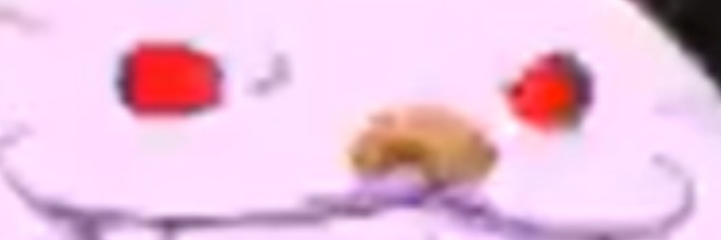わたらない
