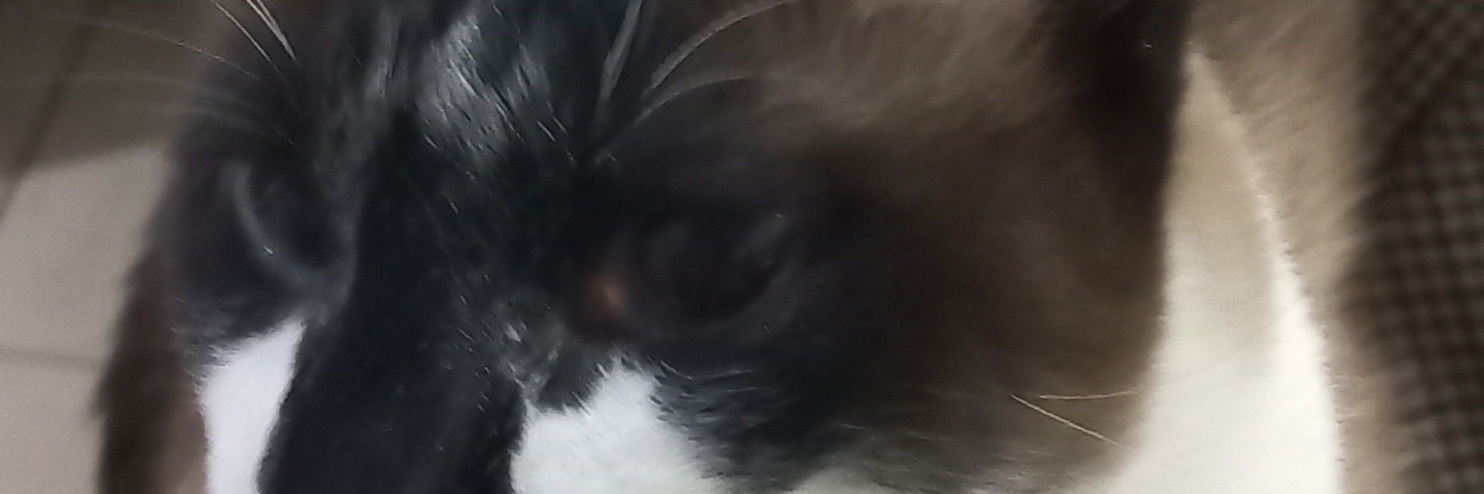 Sah