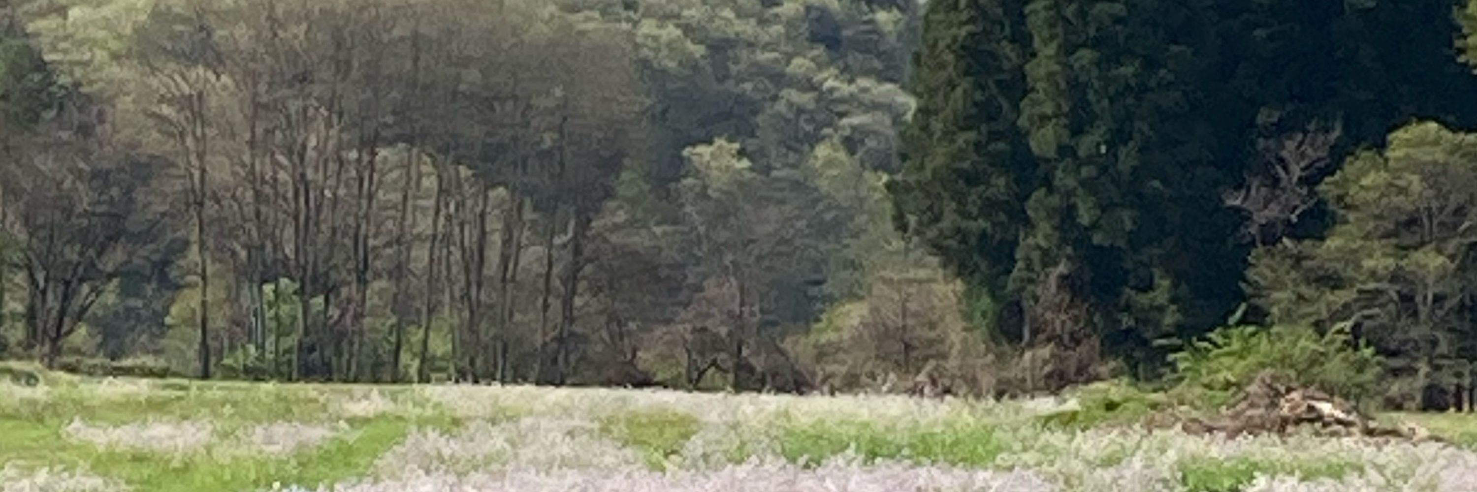 みどりの小野🪓
