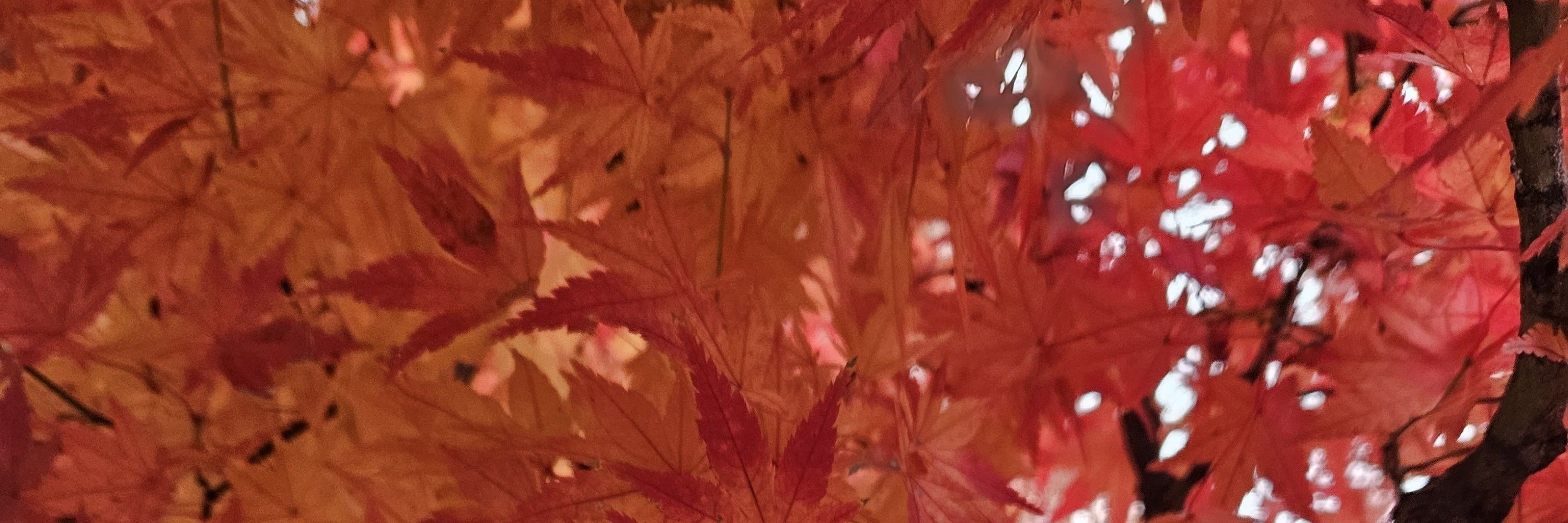 のえいん