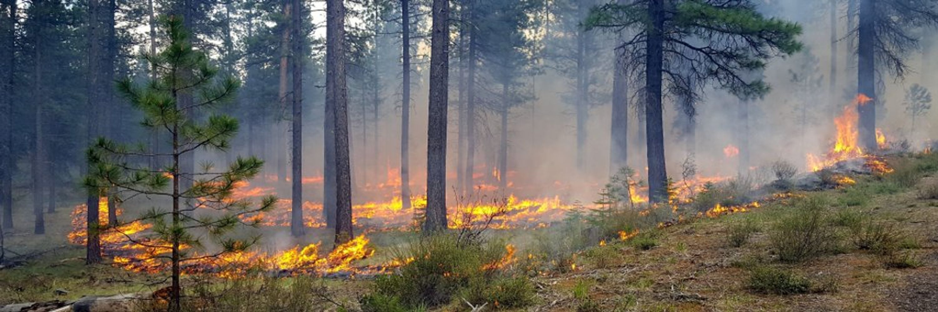 Association for Fire Ecology