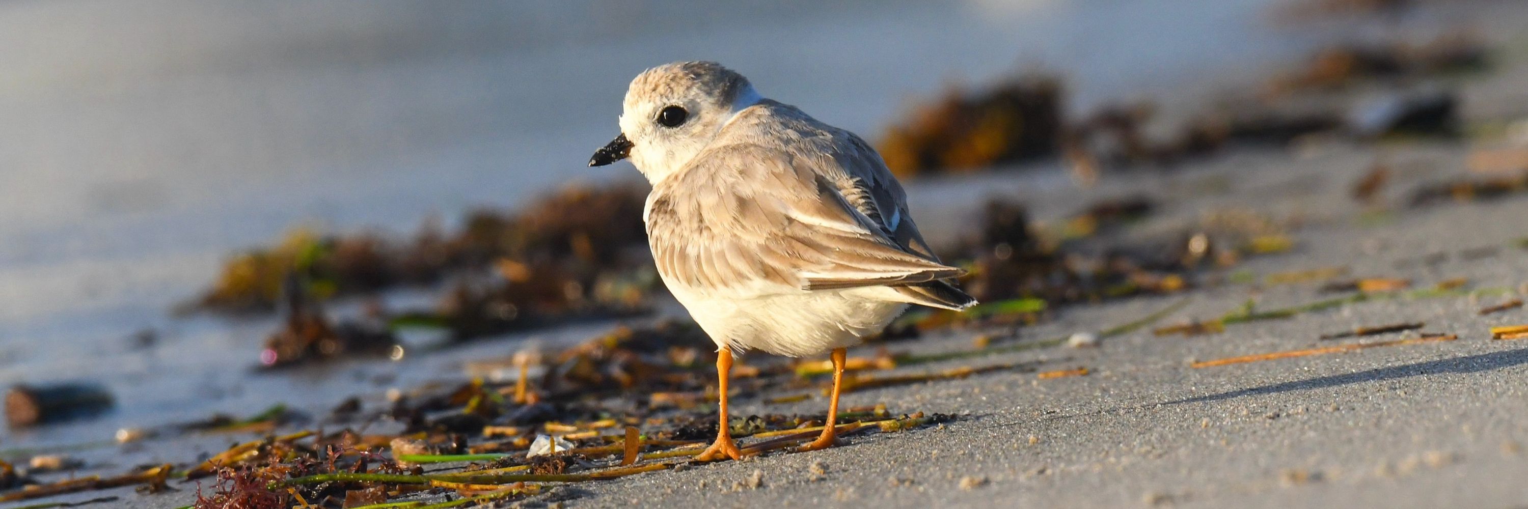 NYC Plover Project