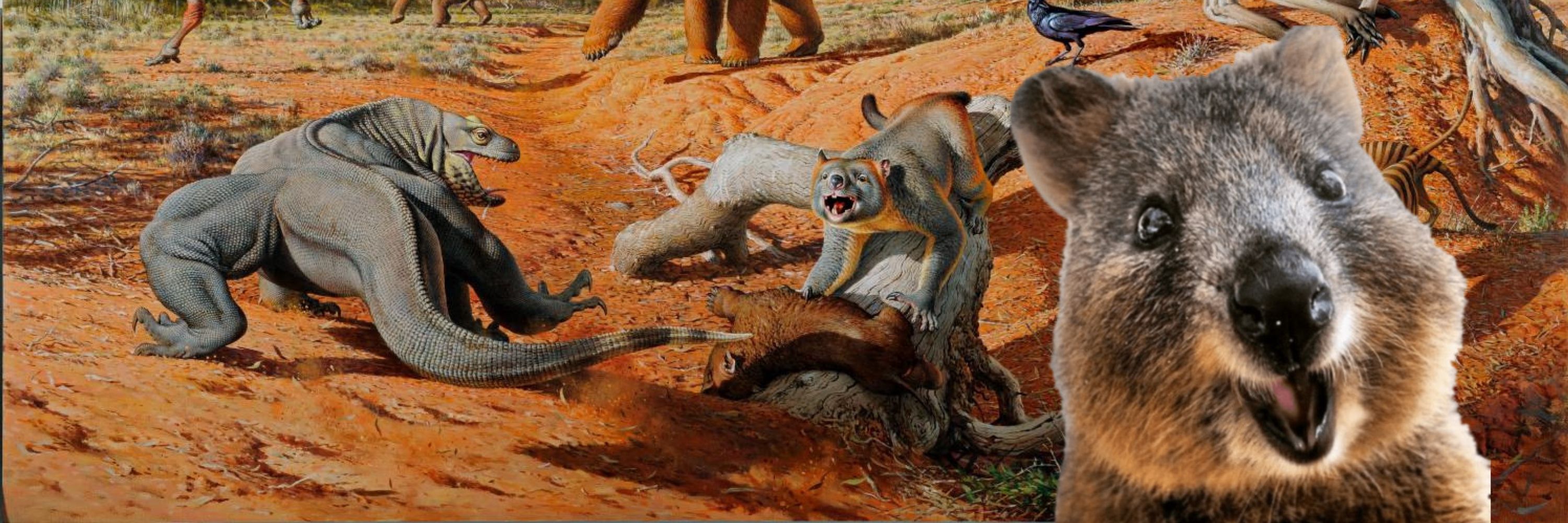 Quokka