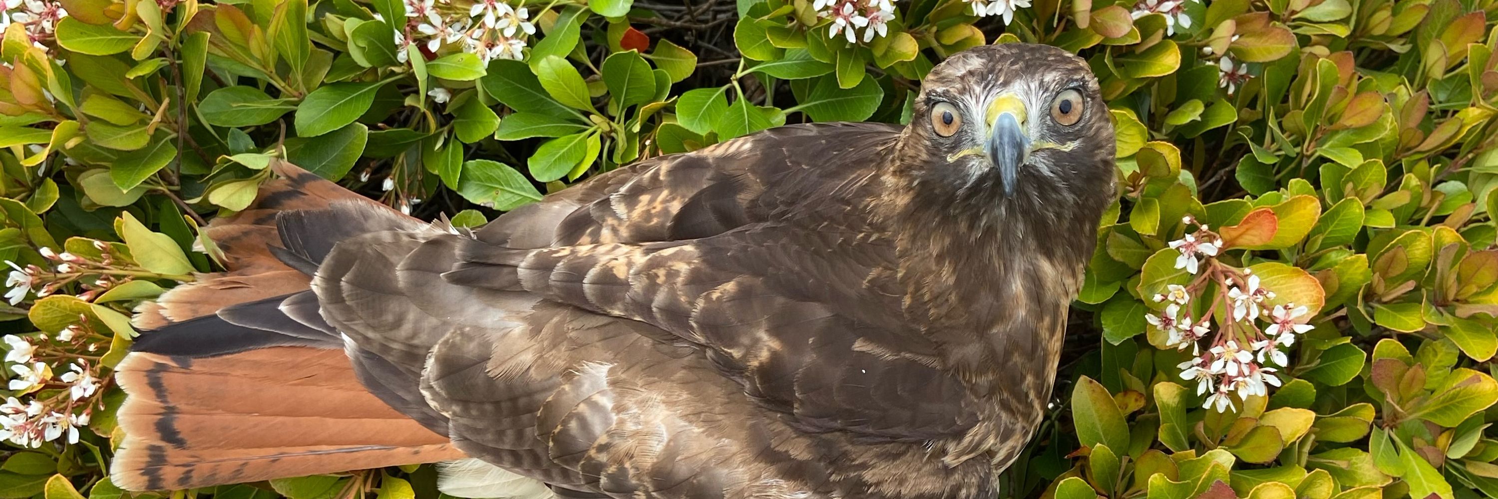 SweetHawk Falconry