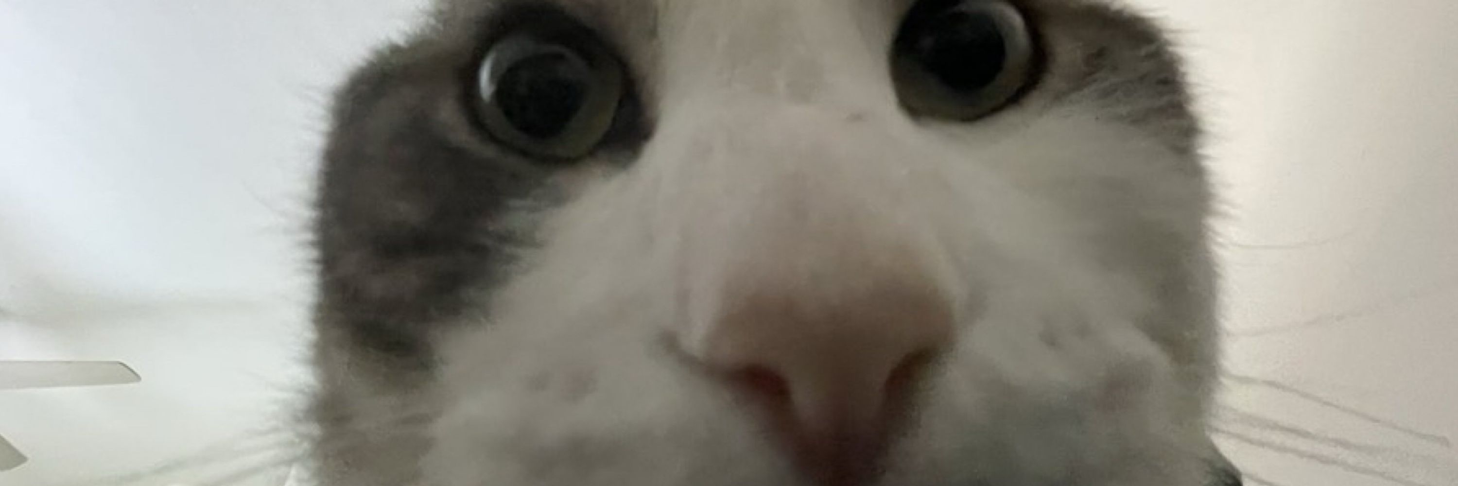 jjar