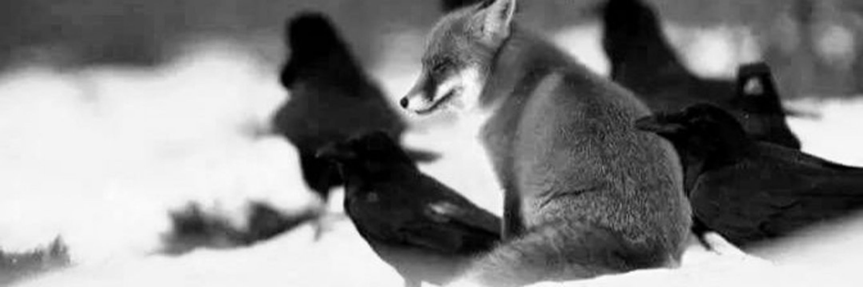Doomgaze Fox