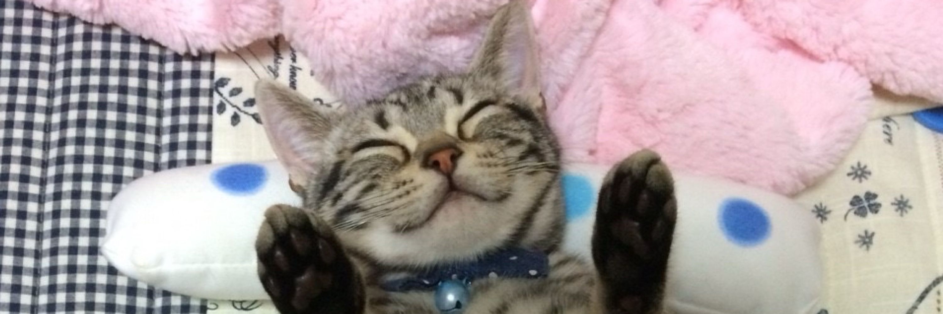 みー
