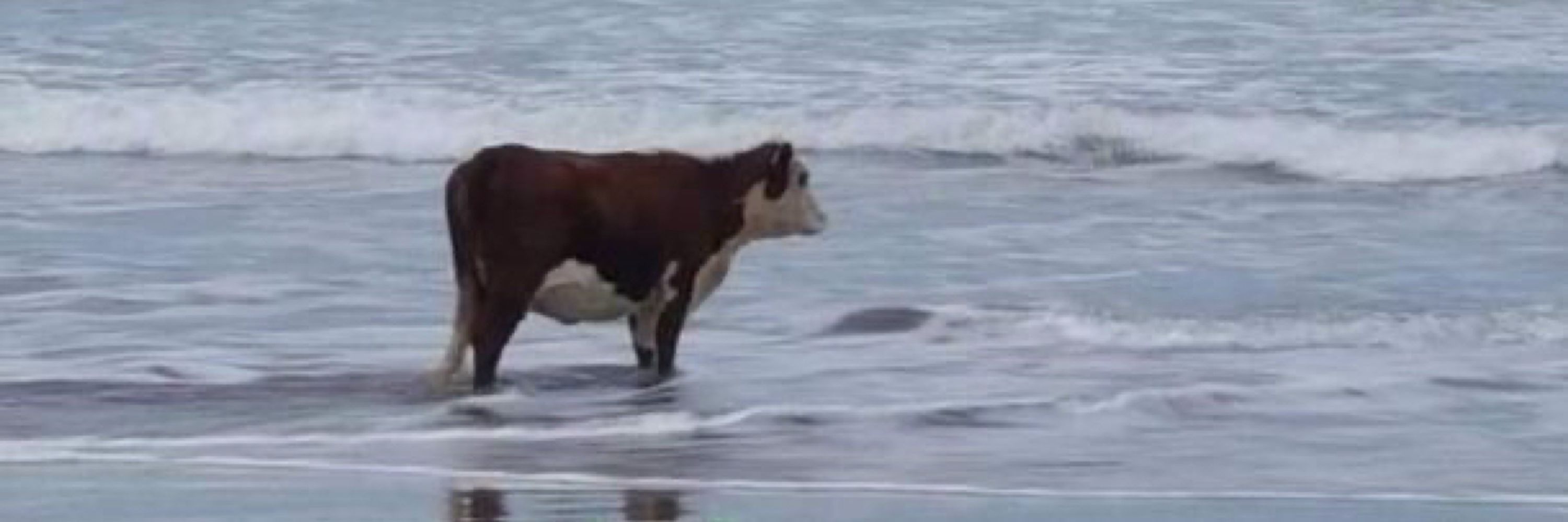 シ