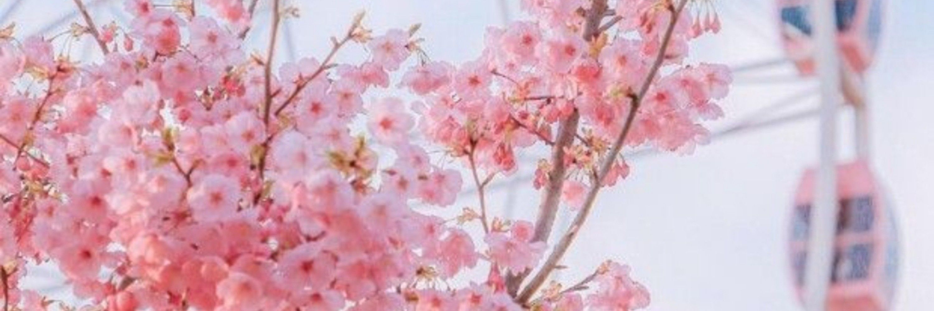 ✨🌸°•••𝓑𝓾𝓷𝓷𝔂𝓓𝓸𝓸𝓭𝓵𝓮𝓼•••°🌸✨