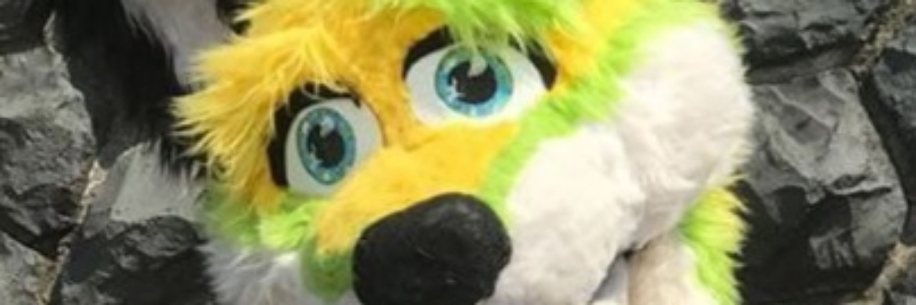 BingoDerHusky