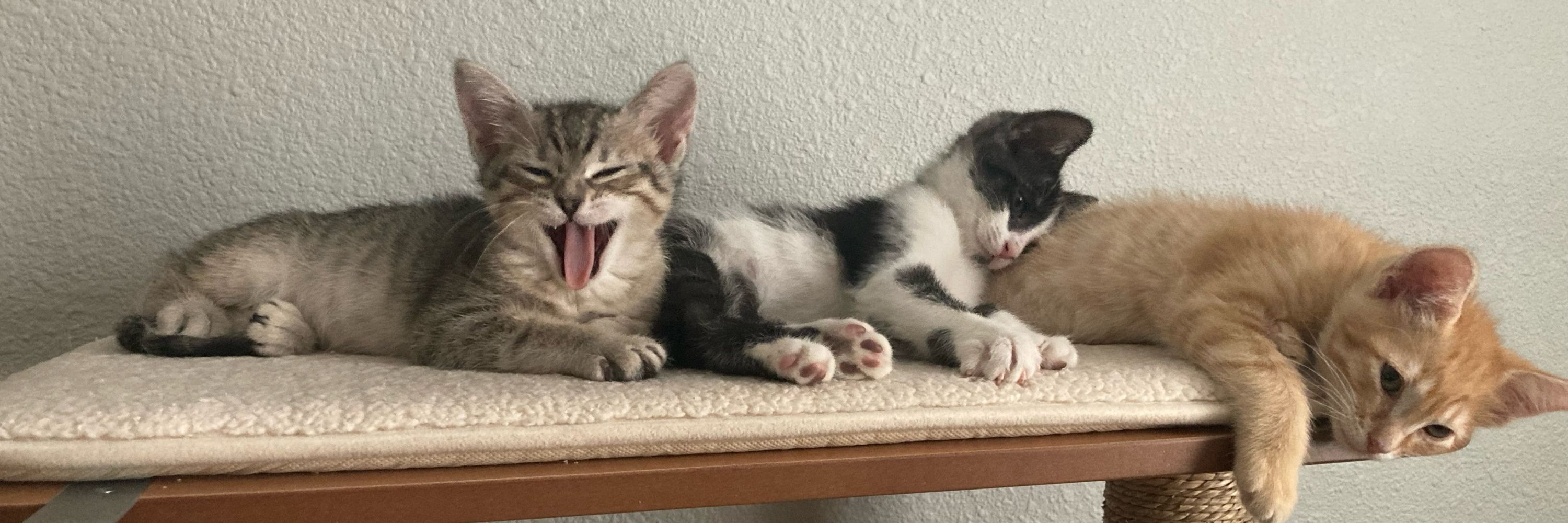 Kitten Konnoisseur