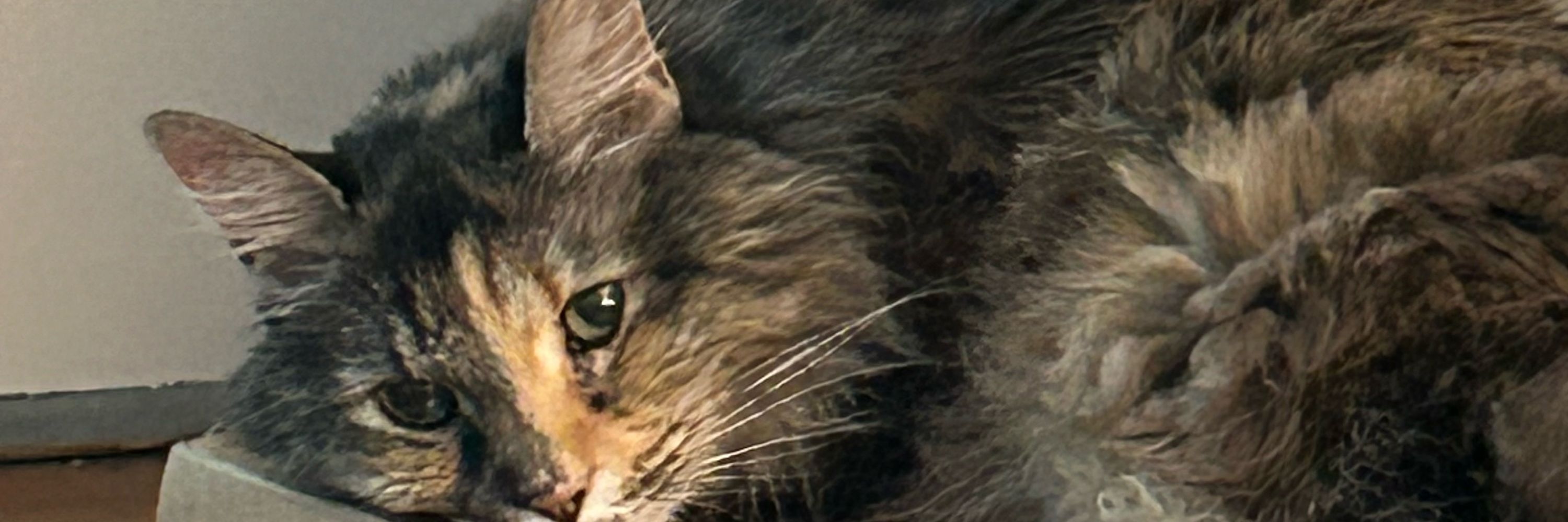Georgie The Manx Cat
