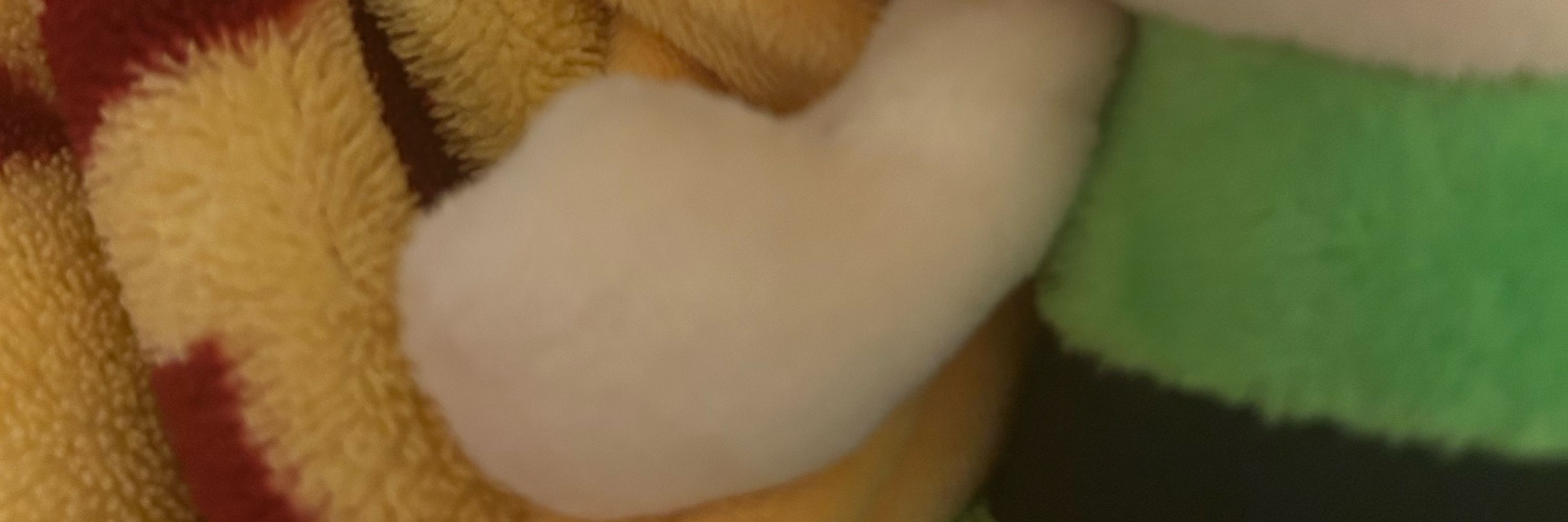 あたらしいまさかね🐈