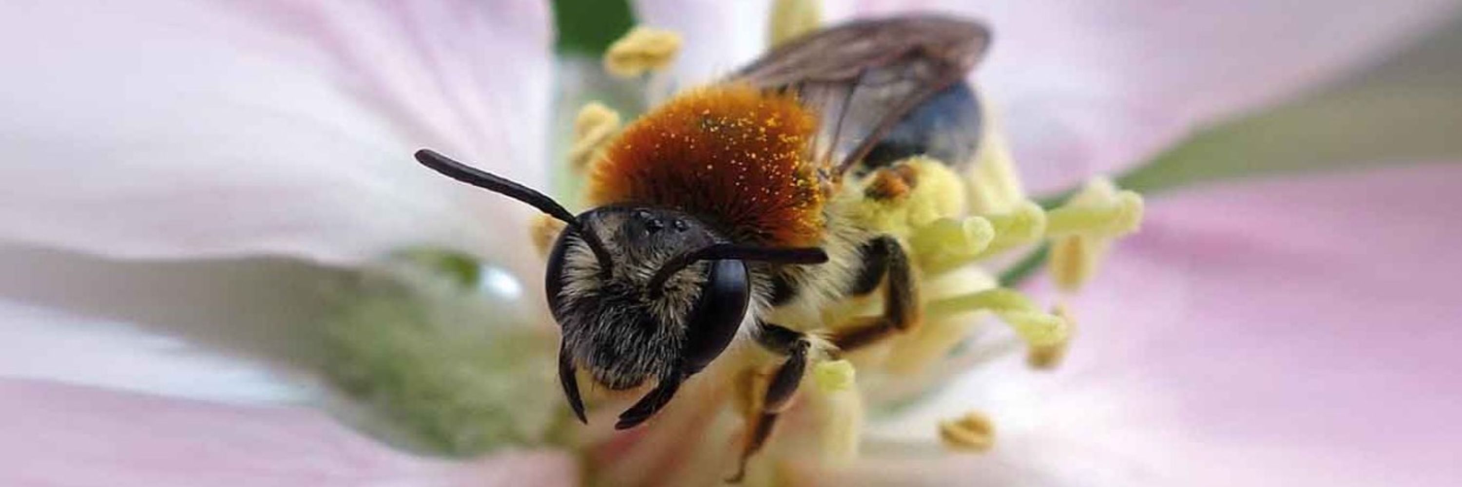 UK Pollinator Monitoring Scheme
