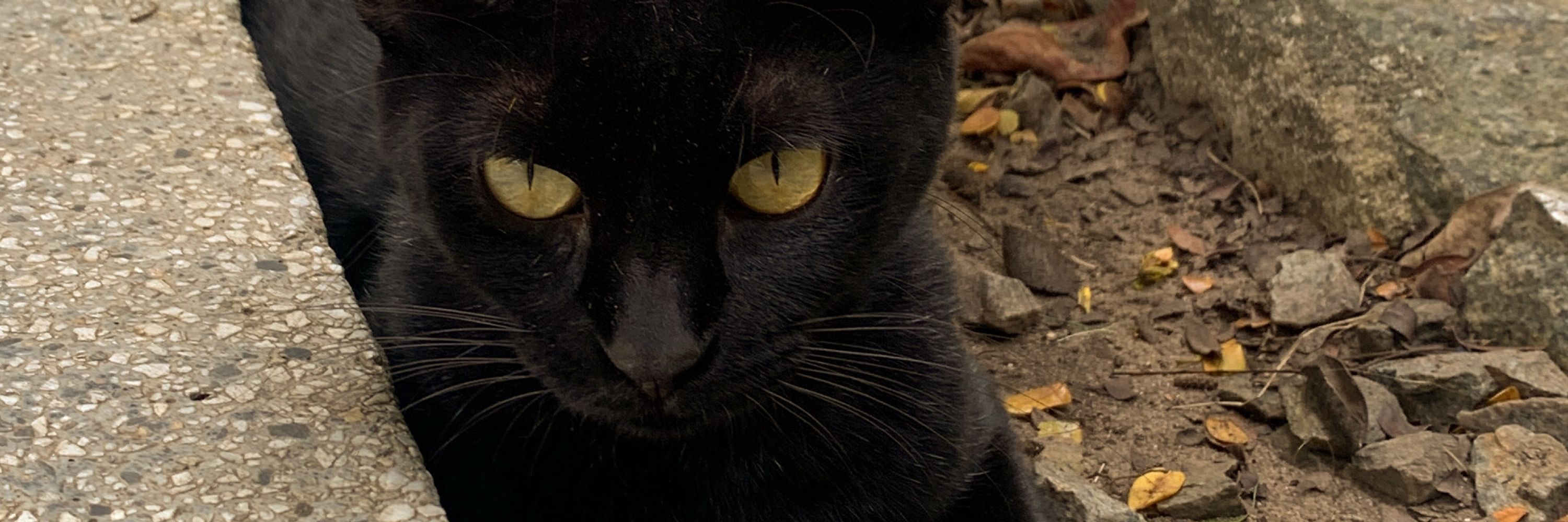 juao q ama gatitos 