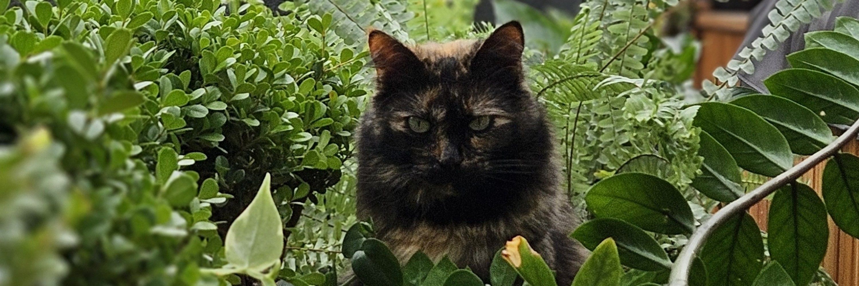 Lu