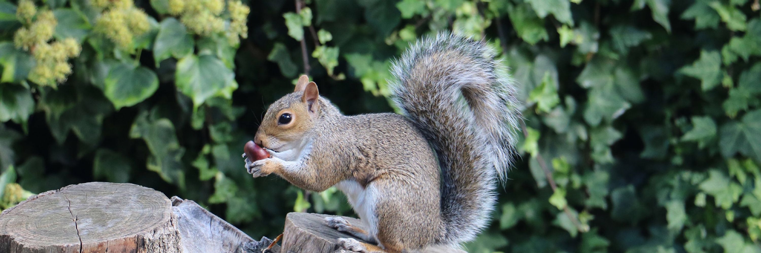 Deanna 🐿️🐈‍⬛