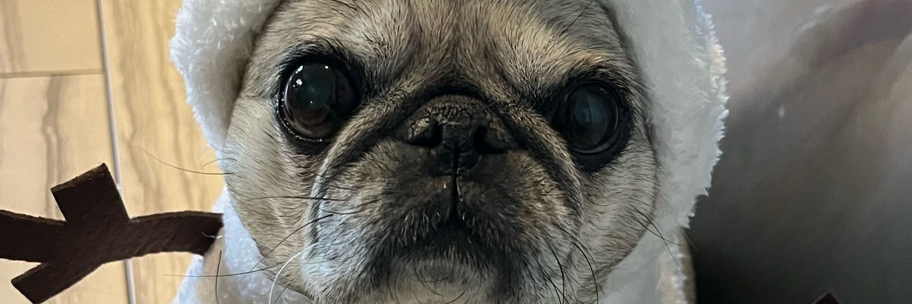 Pugloverdeb