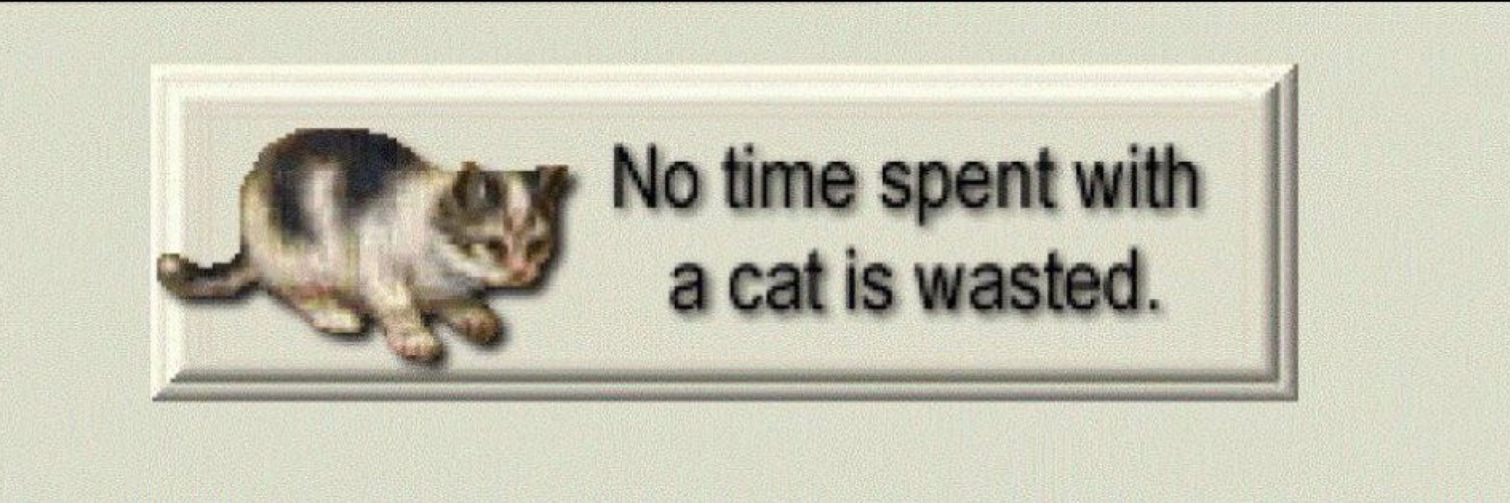 Flick the Tabaxi Wizard