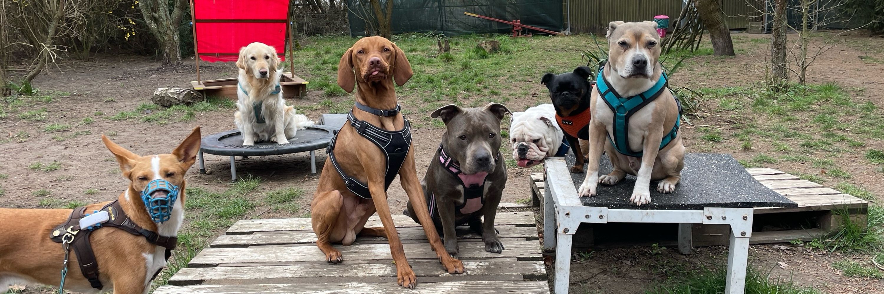 Tom for Dogs - Dog Training | Dog Sitting | Berlin