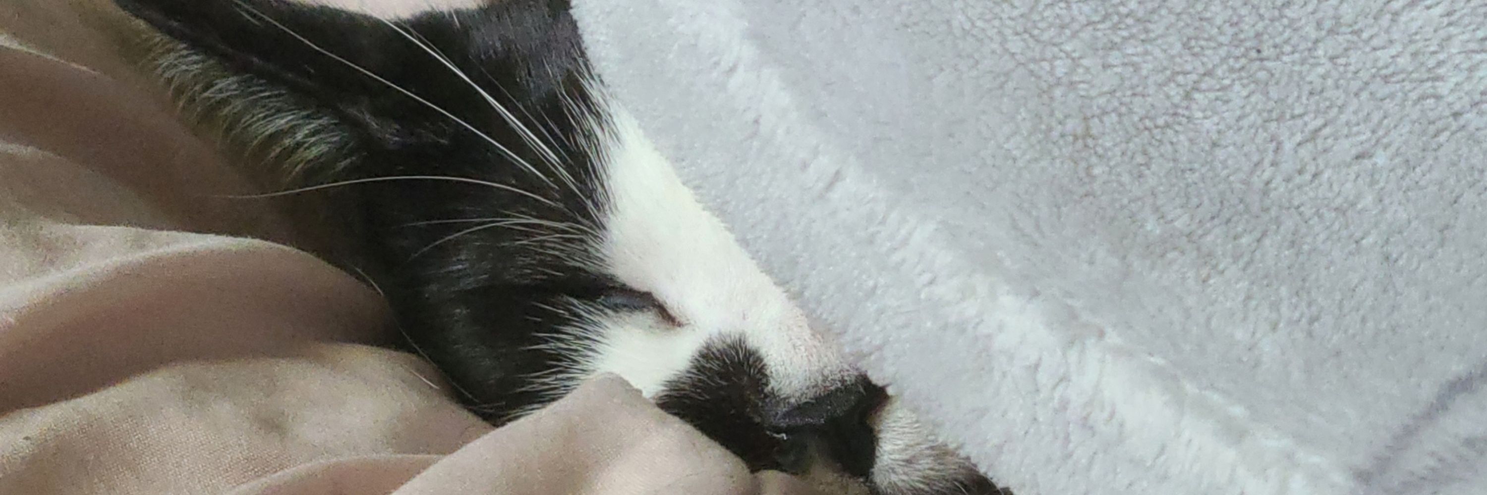mavis dracula