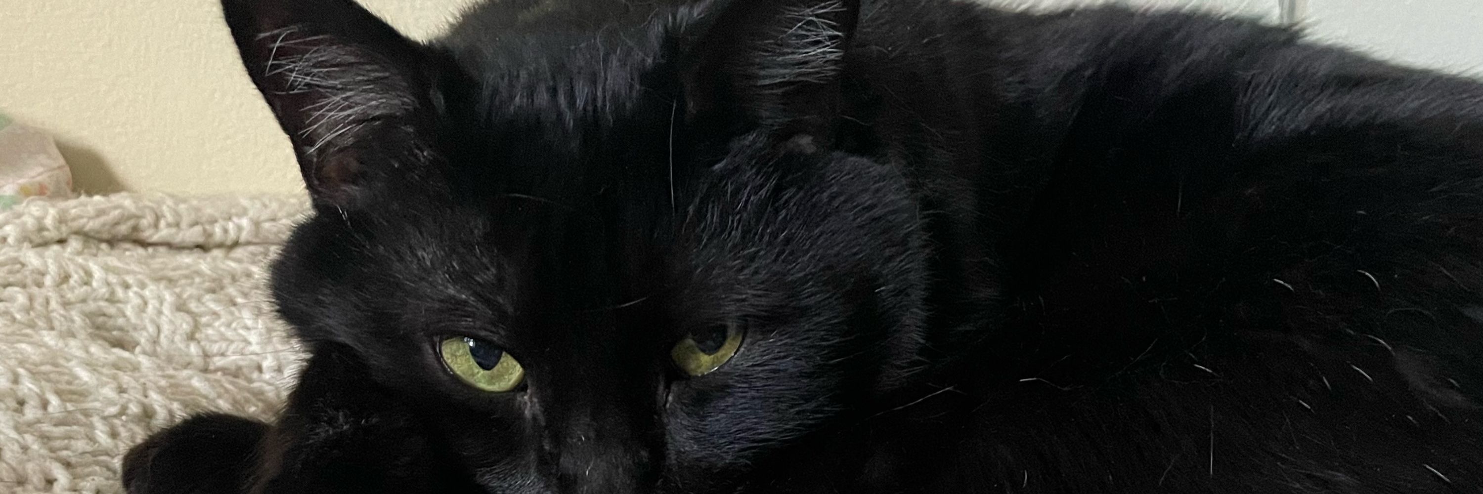 Darcy