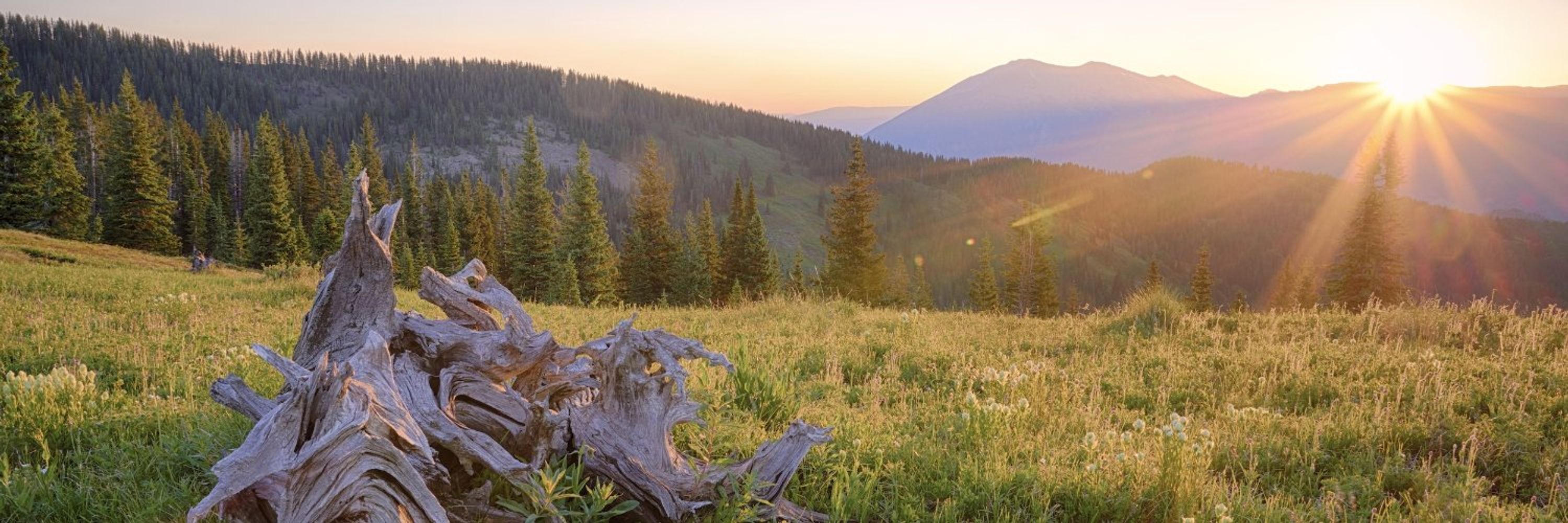 United States Forest Service