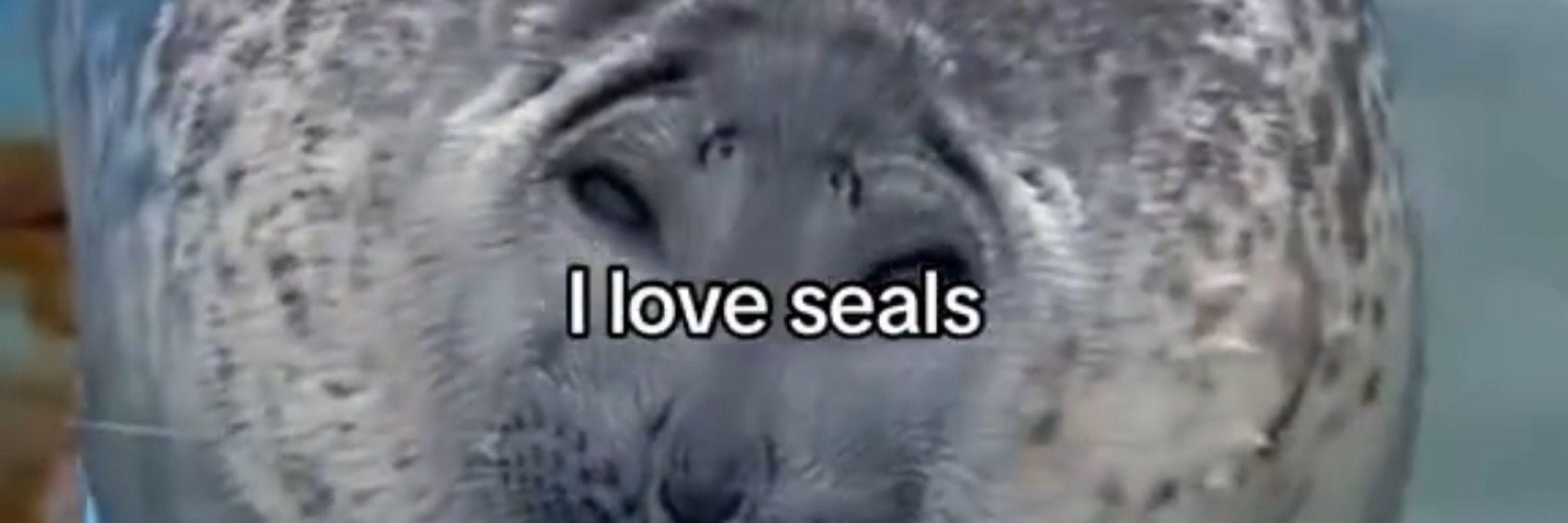 Phoca
