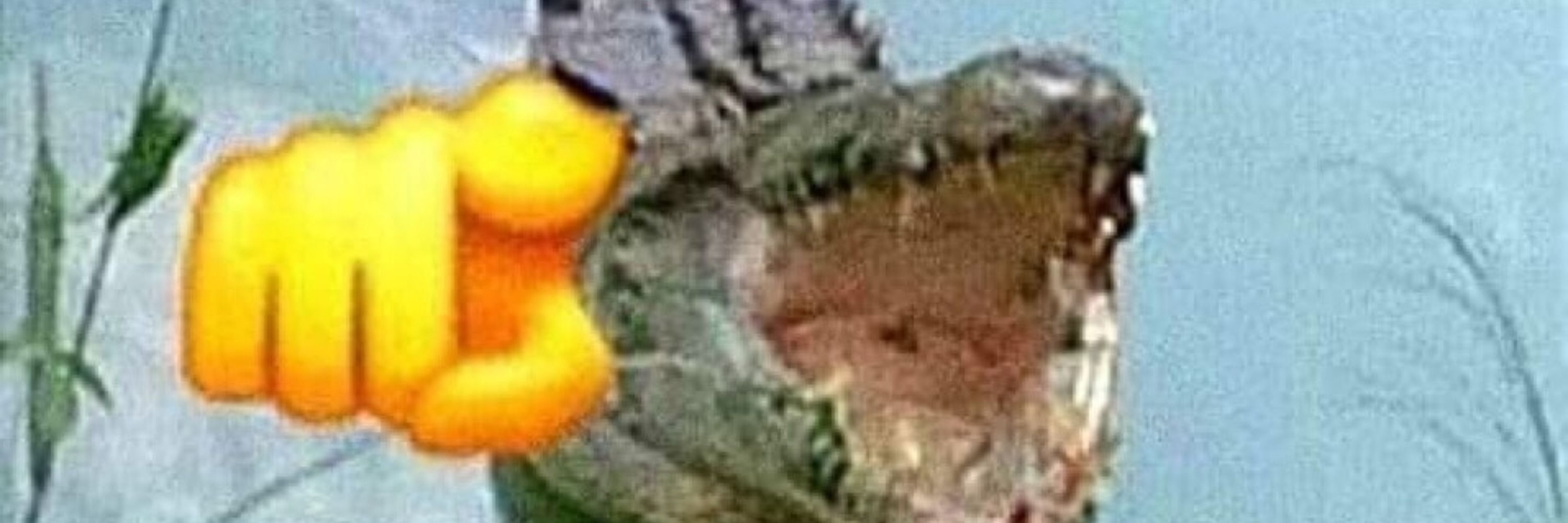 Doo