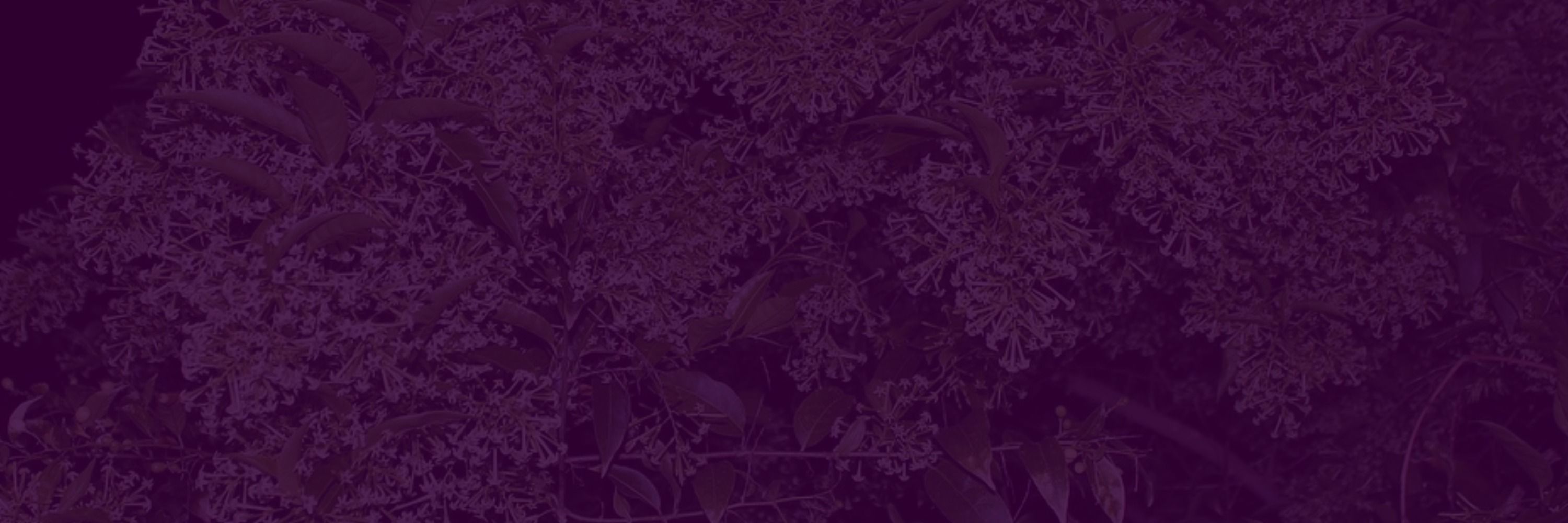 𝕮𝖊𝖗𝖛𝖔 𝖉𝖊 𝕸𝖆𝖗𝖋𝖎𝖒