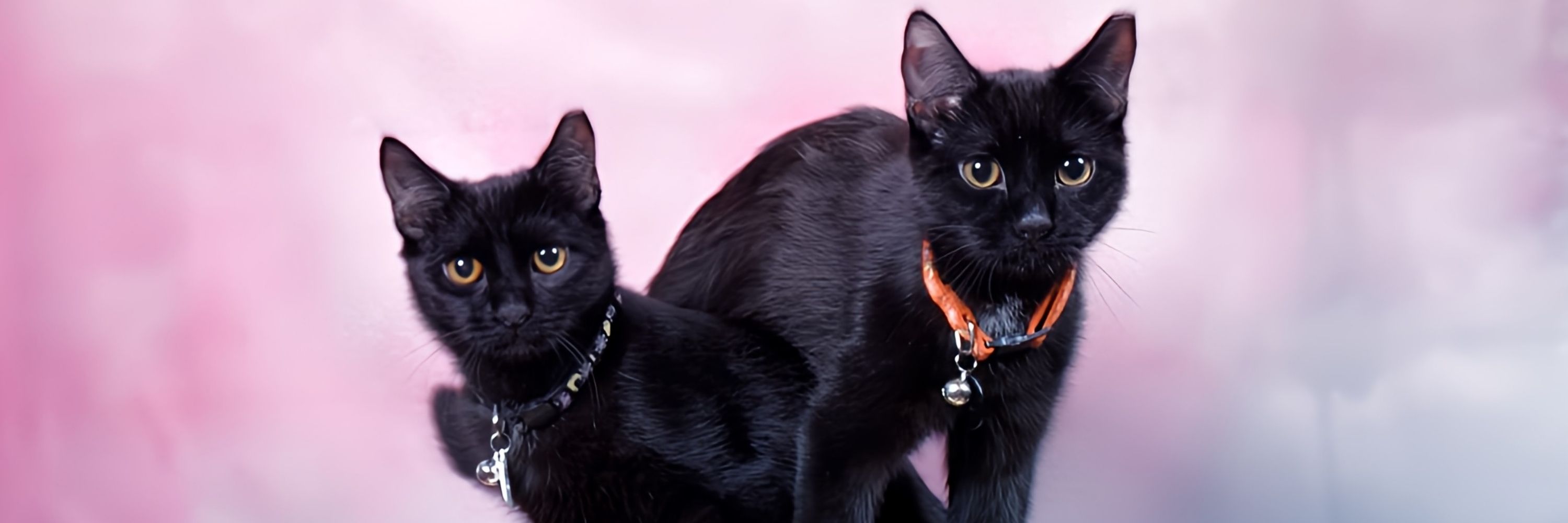Angel - 🐈‍⬛🐈‍⬛  - ArchMax