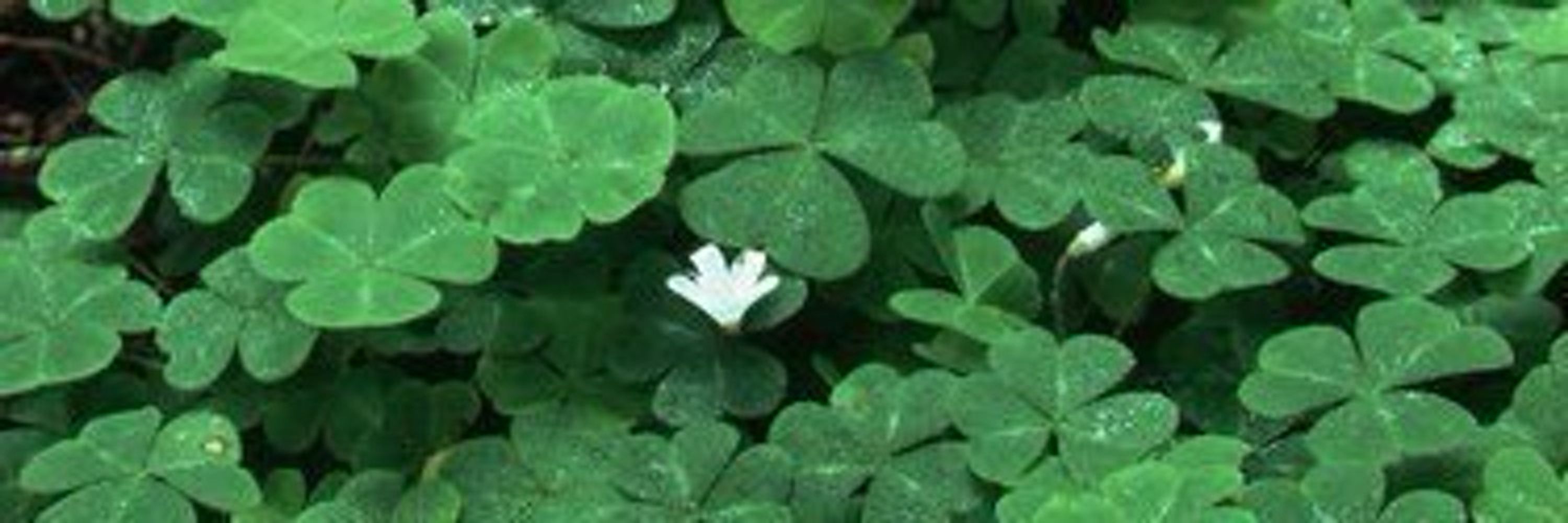CLOVER 🍀🍉