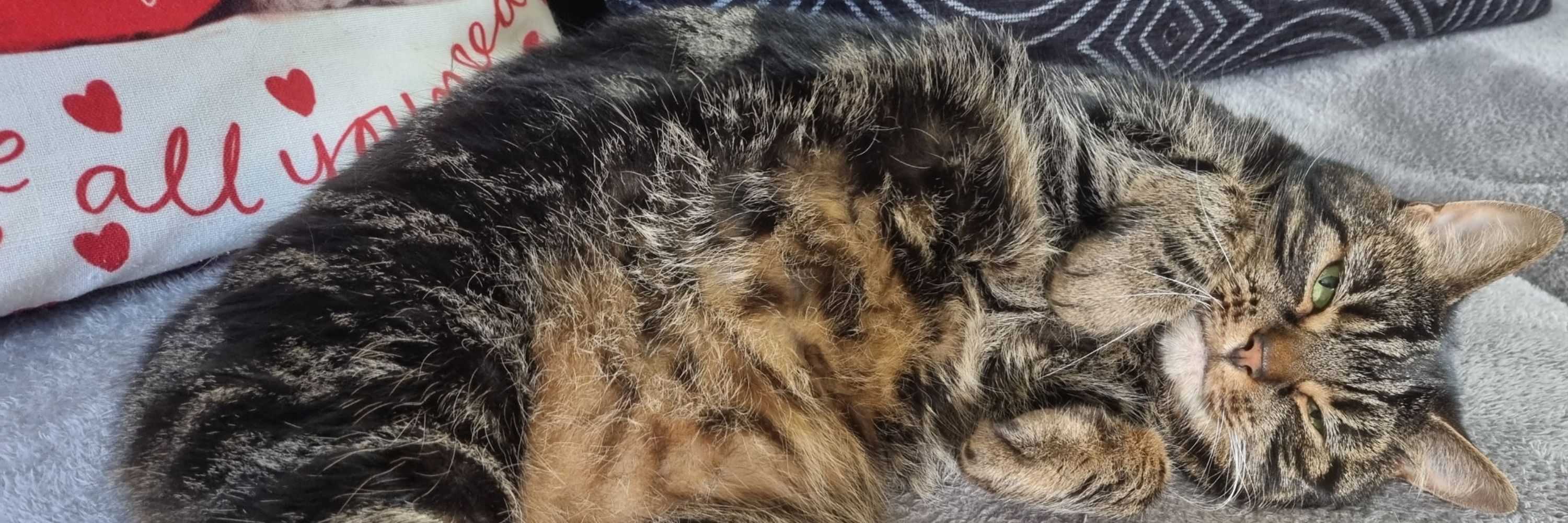 ☕Amaru Pendragon🐾🧡🖤🤍