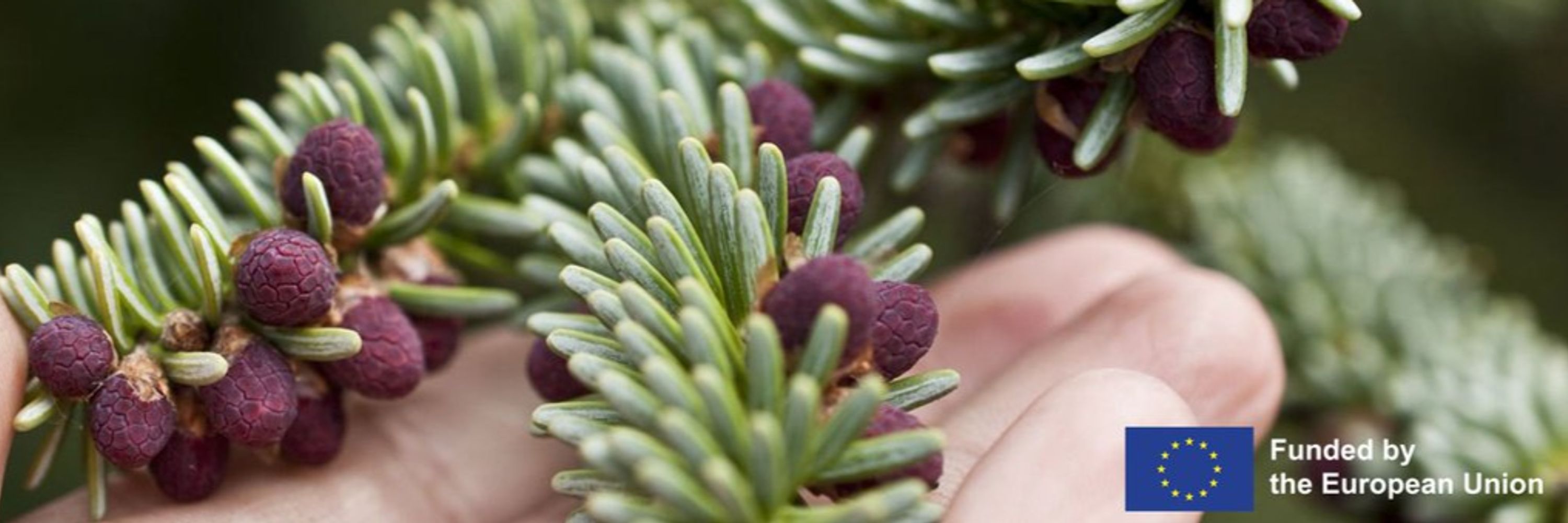 OptFORESTS